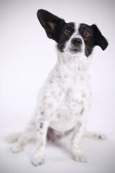 Chien toulouse