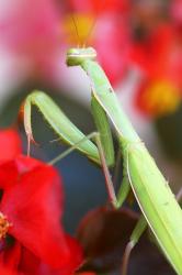 Cours de photo Toulouse / la macro