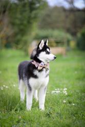 Photographe animalier toulouse 6