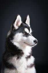 Photographe chien et chat toulouse