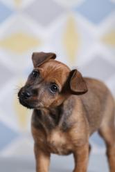 Photographe chien toulouse 1