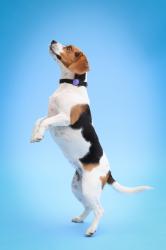 Photographe chien Toulouse