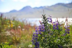 Reportage islande 4