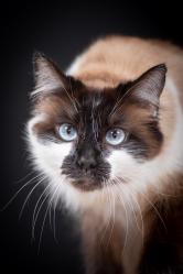 Seance photo chat toulouse