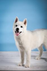 Seance photo chien toulouse